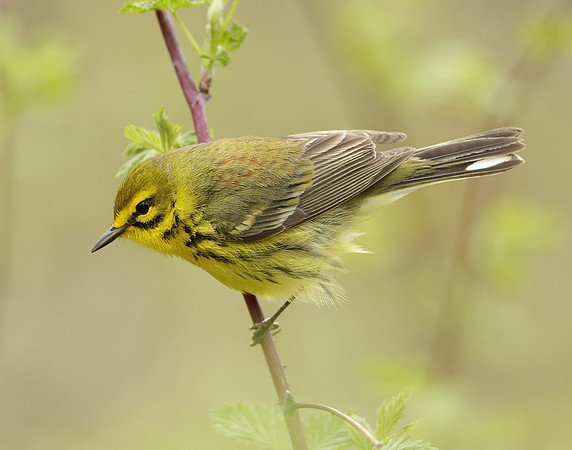 Prairie Warbler Setophaga discolor