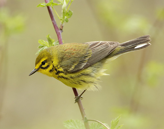 Prairie Warbler Setophaga discolor