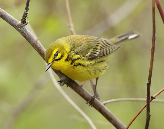 Prairie Warbler Setophaga discolor