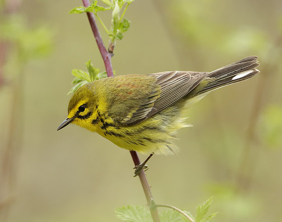 Prairie Warbler Setophaga discolor