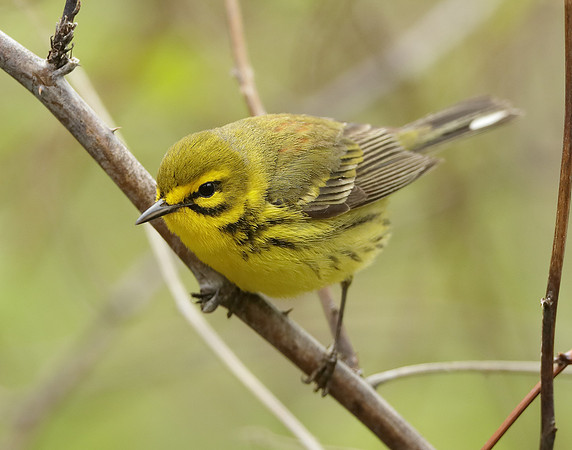 Prairie Warbler Setophaga discolor