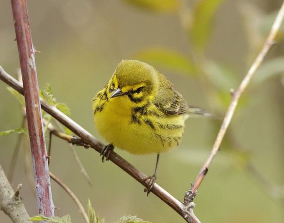 Prairie Warbler Setophaga discolor