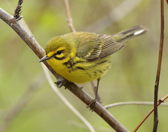 Prairie Warbler Setophaga discolor
