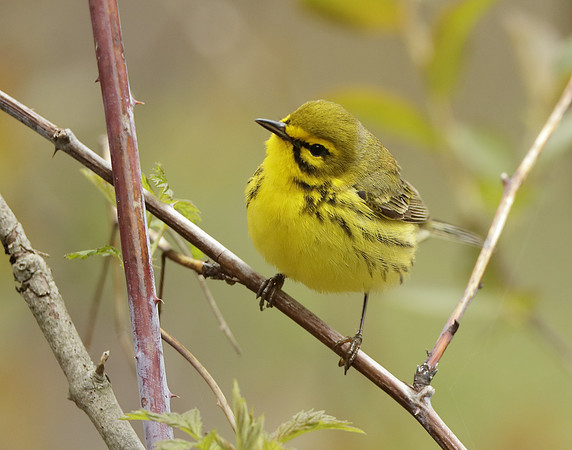 Prairie Warbler Setophaga discolor
