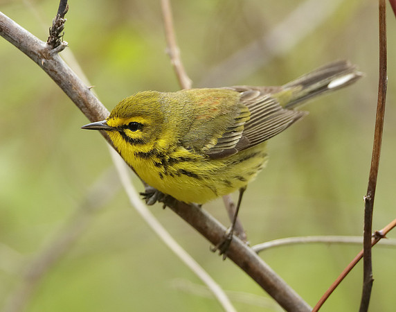Prairie Warbler Setophaga discolor