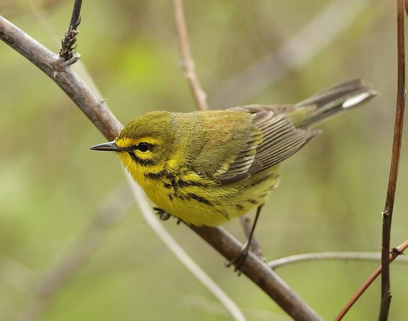 Prairie Warbler Setophaga discolor