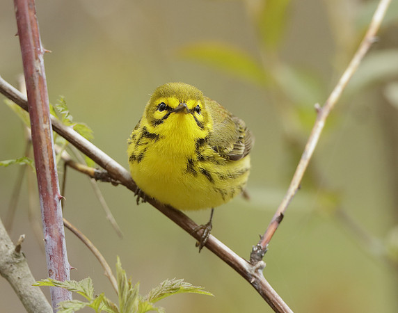 Prairie Warbler Setophaga discolor