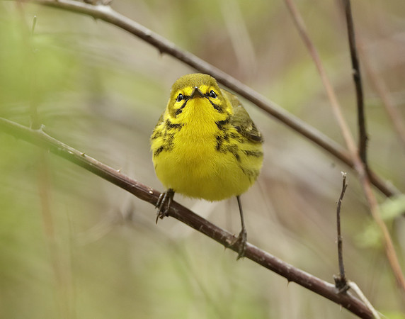Prairie Warbler Setophaga discolor