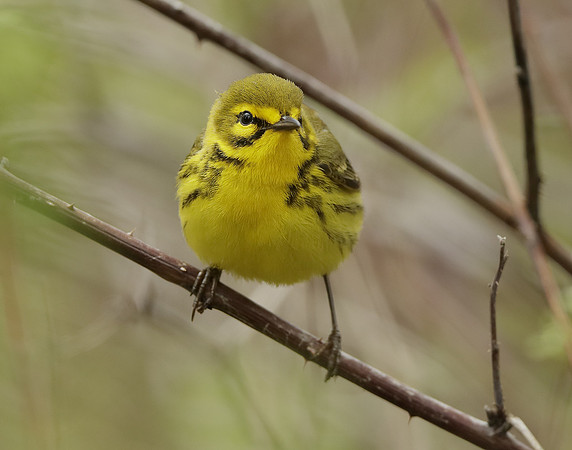Prairie Warbler Setophaga discolor