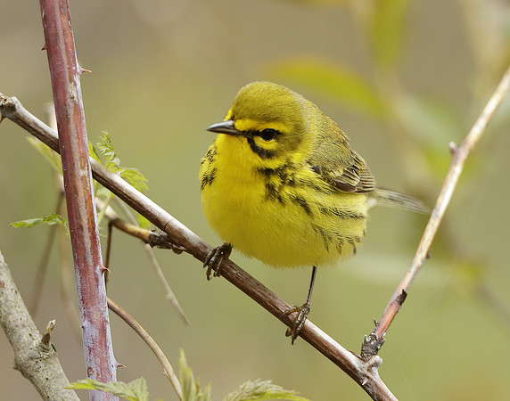 Prairie Warbler Setophaga discolor