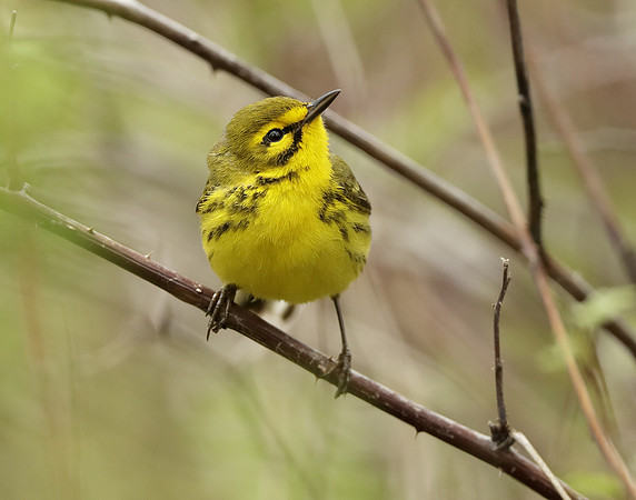 Prairie Warbler Setophaga discolor