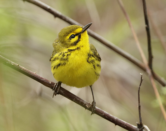 Prairie Warbler Setophaga discolor
