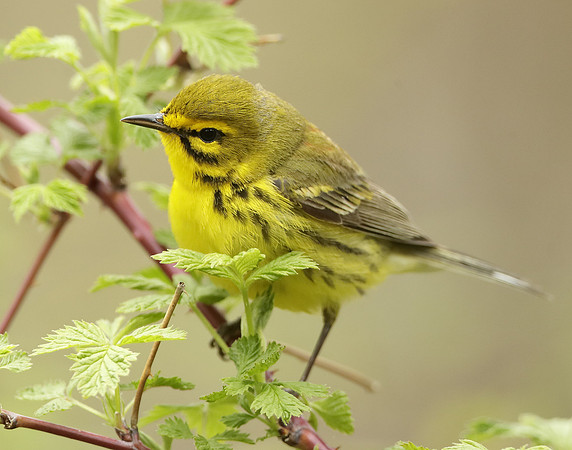 Prairie Warbler Setophaga discolor
