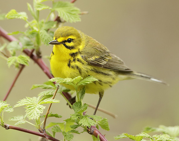 Prairie Warbler Setophaga discolor