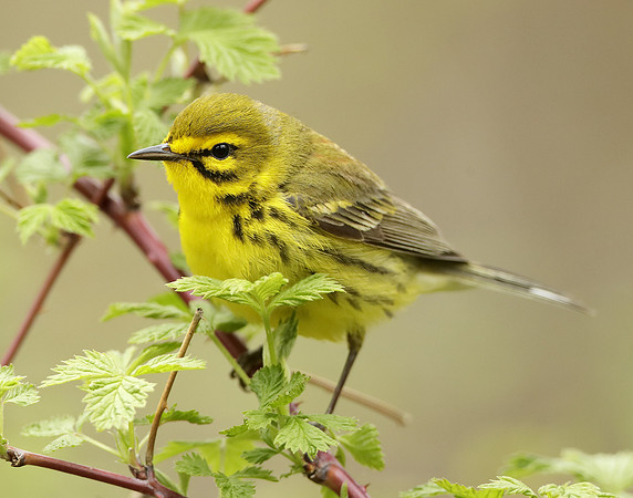 Prairie Warbler Setophaga discolor