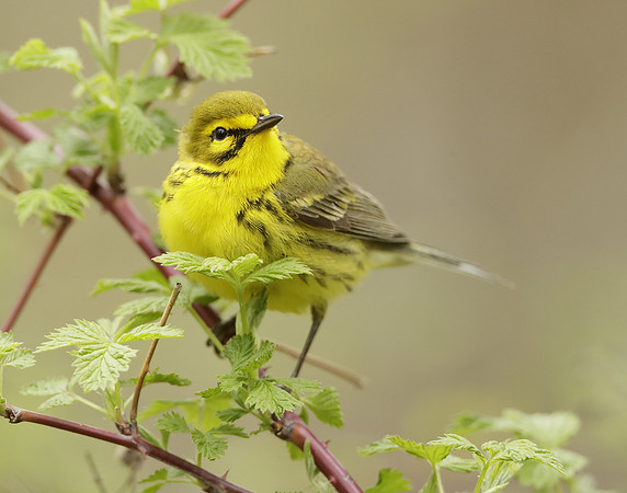 Prairie Warbler Setophaga discolor