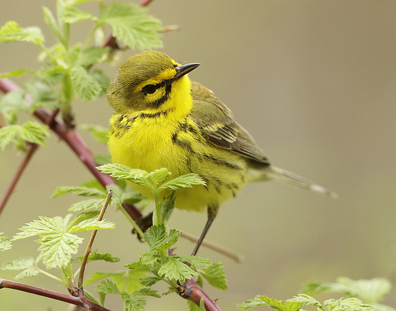 Prairie Warbler Setophaga discolor