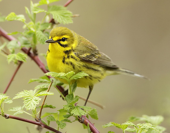 Prairie Warbler Setophaga discolor