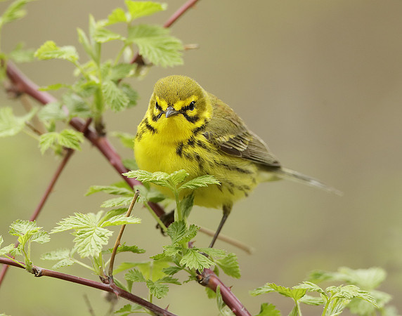 Prairie Warbler Setophaga discolor