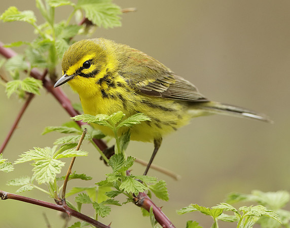 Prairie Warbler Setophaga discolor