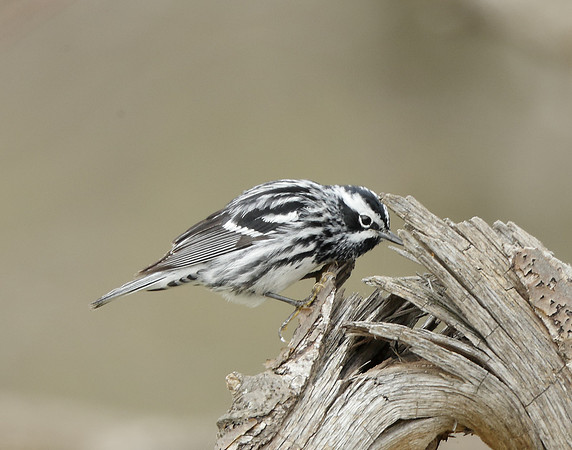 Black-and-White Warbler Mniotilta varia