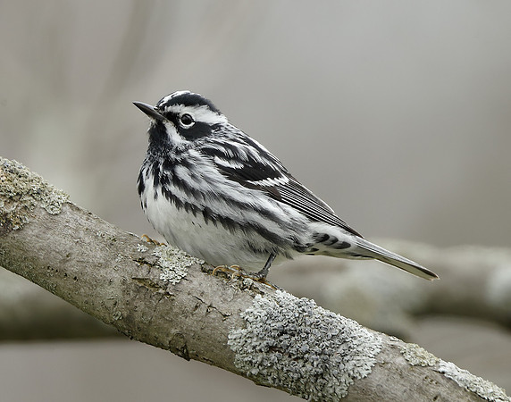 Black-and-White Warbler Mniotilta varia
