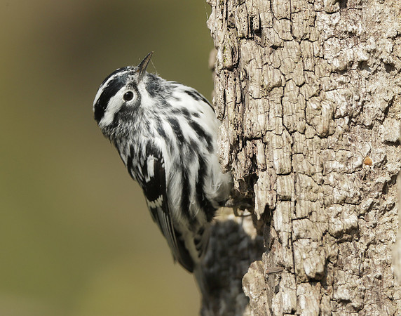 Black-and-White Warbler Mniotilta varia