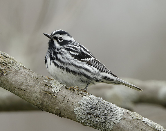 Black-and-White Warbler Mniotilta varia