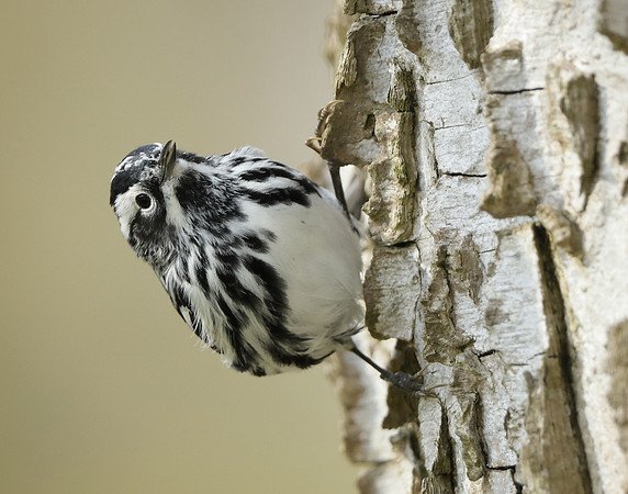 Black-and-White Warbler Mniotilta varia