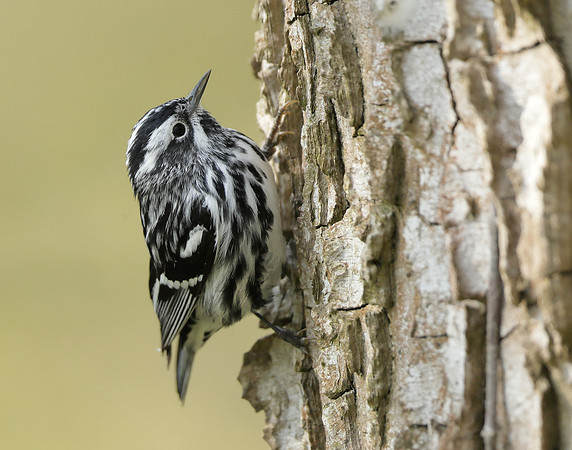 Black-and-White Warbler Mniotilta varia