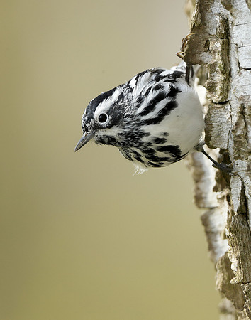Black-and-White Warbler Mniotilta varia