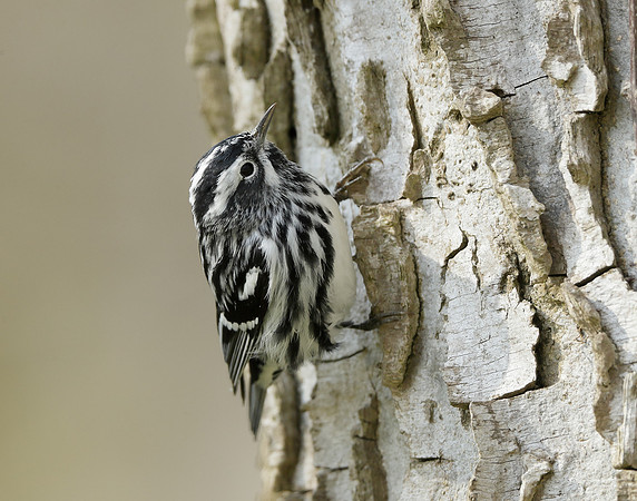 Black-and-White Warbler Mniotilta varia
