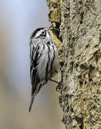Black-and-White Warbler Mniotilta varia