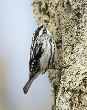 Black-and-White Warbler Mniotilta varia