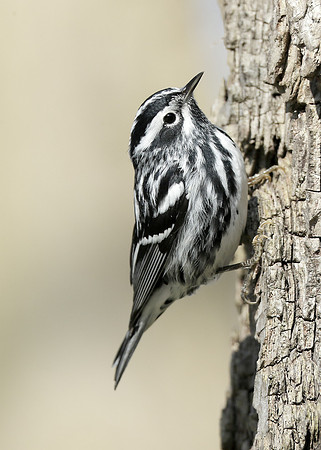 Black-and-White Warbler Mniotilta varia