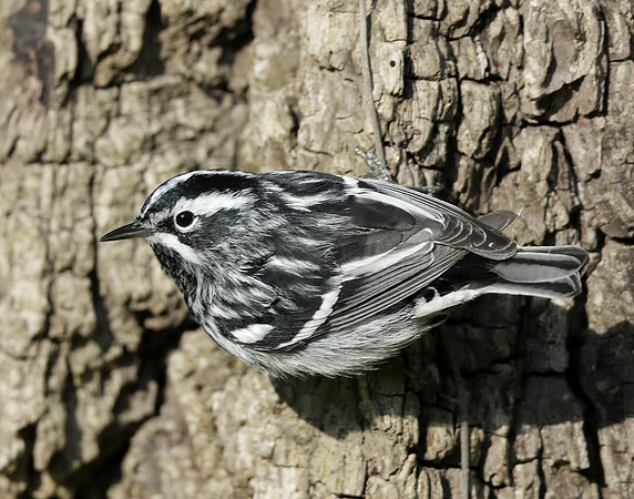 Black-and-White Warbler Mniotilta varia
