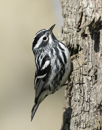 Black-and-White Warbler Mniotilta varia