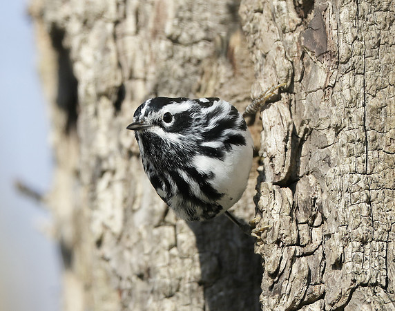 Black-and-White Warbler Mniotilta varia