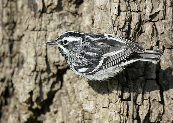 Black-and-White Warbler Mniotilta varia
