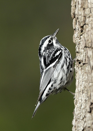 Black-and-White Warbler Mniotilta varia