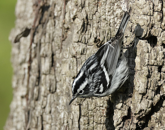 Black-and-White Warbler Mniotilta varia