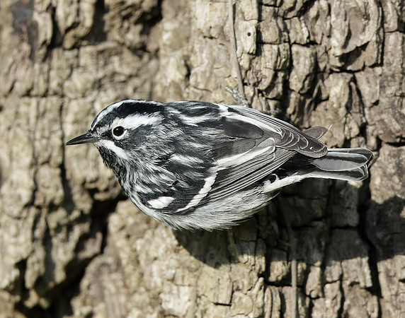 Black-and-White Warbler Mniotilta varia