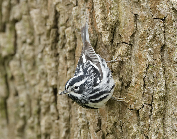Black-and-White Warbler Mniotilta varia