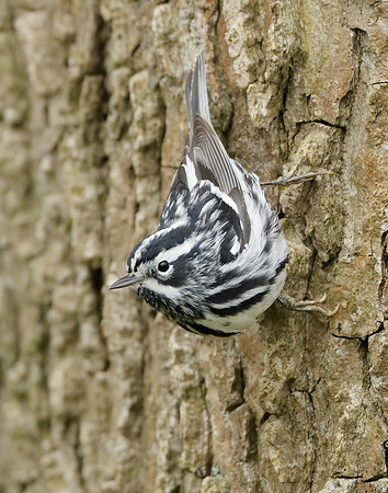 Black-and-White Warbler Mniotilta varia