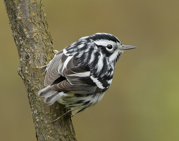 Black-and-White Warbler Mniotilta varia
