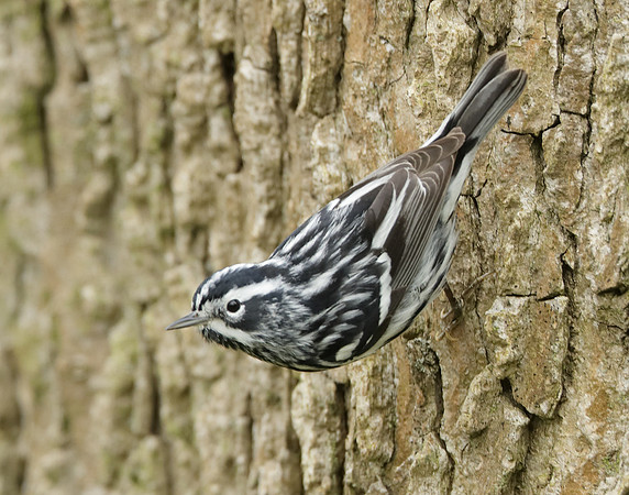 Black-and-White Warbler Mniotilta varia