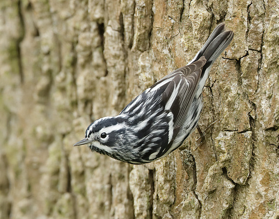 Black-and-White Warbler Mniotilta varia