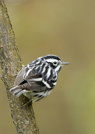 Black-and-White Warbler Mniotilta varia