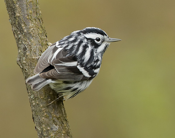 Black-and-White Warbler Mniotilta varia