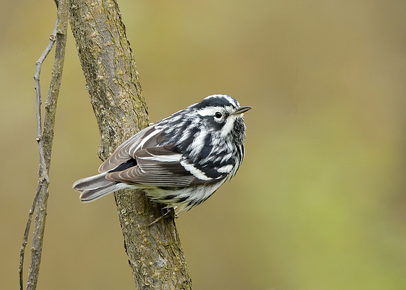Black-and-White Warbler Mniotilta varia